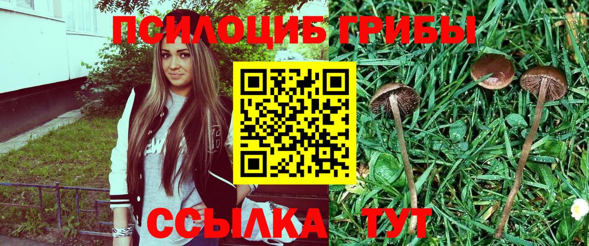 Пушкино  купить наркоту  Псилоцибиновые грибы MAGIC MUSHROOMS  Вход с VPN  Галлюциногенные грибы мухоморы 